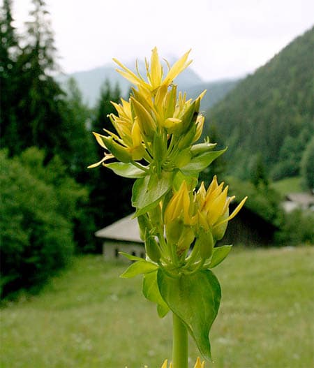 Gentiana lutea